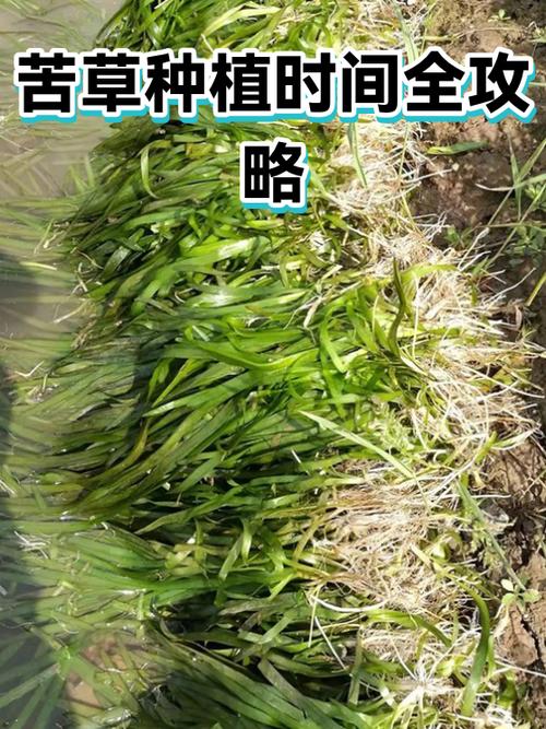 苦草种植时间与全流程操作指南 苦草种植常见问题与解答(FAQ)