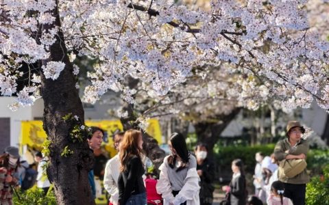 日本樱花哪里最好看？从园艺视角解锁赏樱秘境与栽培指南