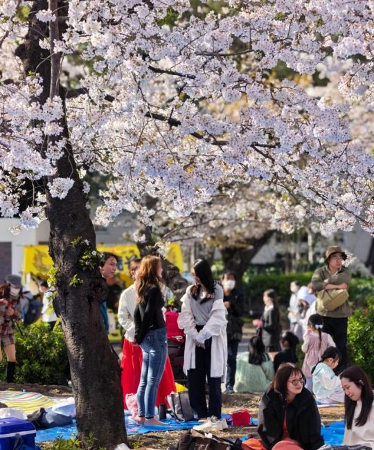 日本樱花哪里最好看？从园艺视角解锁赏樱秘境与栽培指南
