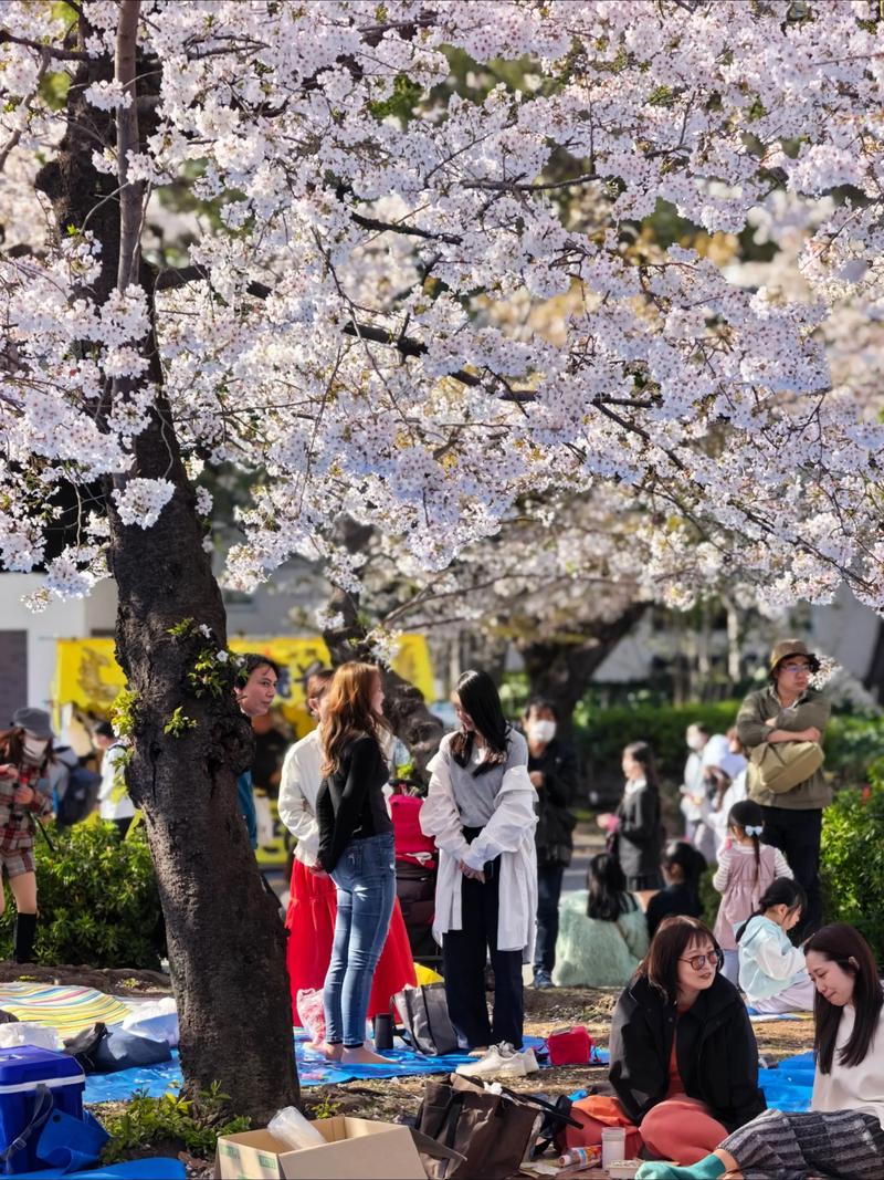 一、品种决定观赏体验：日本樱花的主流名品