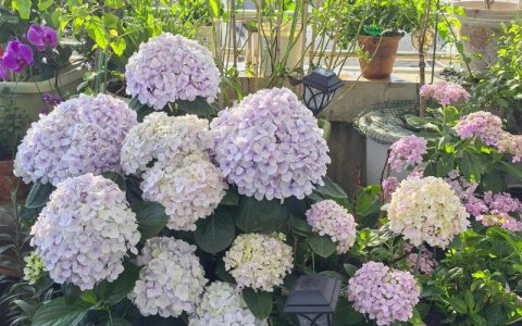 绣球花夏天开花后能修剪吗？养护专家教你花后修剪与全年管理要点