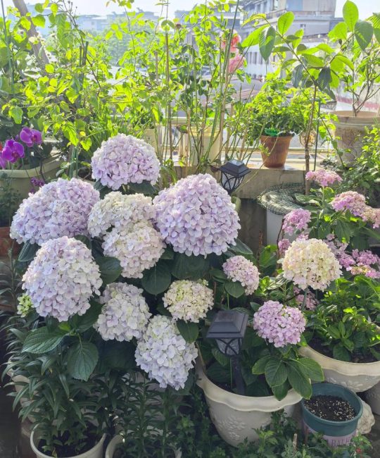 绣球花夏天开花后能修剪吗？养护专家教你花后修剪与全年管理要点