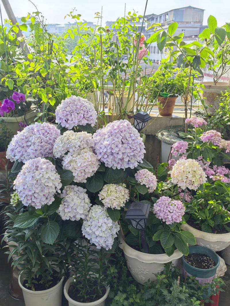 绣球花夏天开花后能修剪吗?养护专家教你花后修剪与全年管理要点 浇水:保持土壤湿润,但避免积水闷根