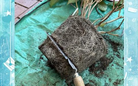 绣球花什么时候换盆最佳？春季还是秋季？换盆后怎么养