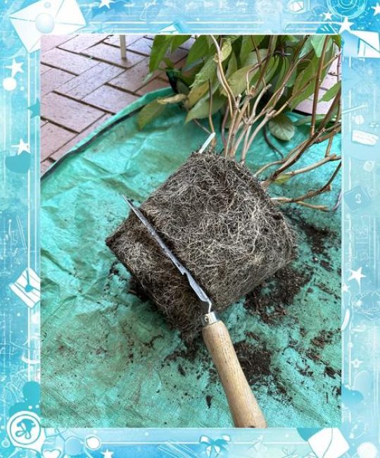 绣球花什么时候换盆最佳？春季还是秋季？换盆后怎么养