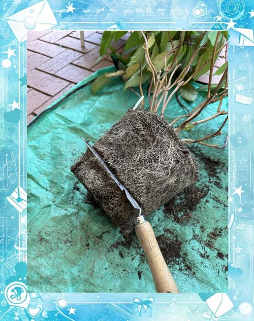 绣球花什么时候换盆最佳?春季还是秋季?换盆后怎么养 绣球花什么时候换盆最佳?春季还是秋季?换盆后怎么养