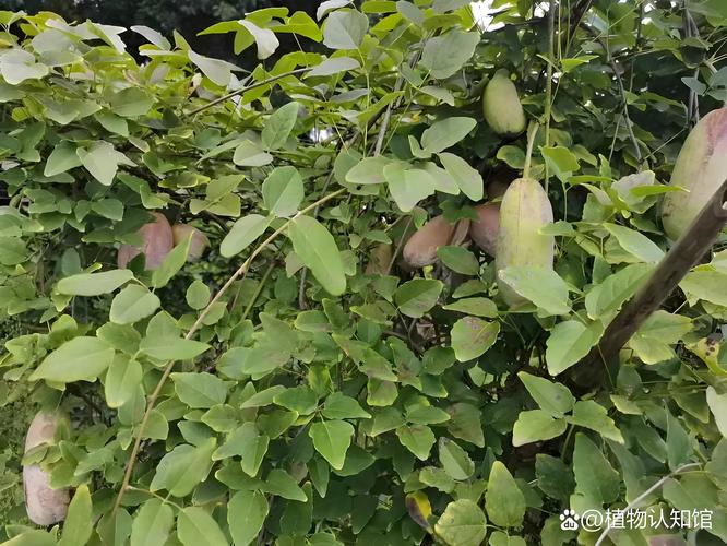 八月瓜是树上结的吗?揭秘“八月炸”的生长真相 八月瓜是树上结的吗?