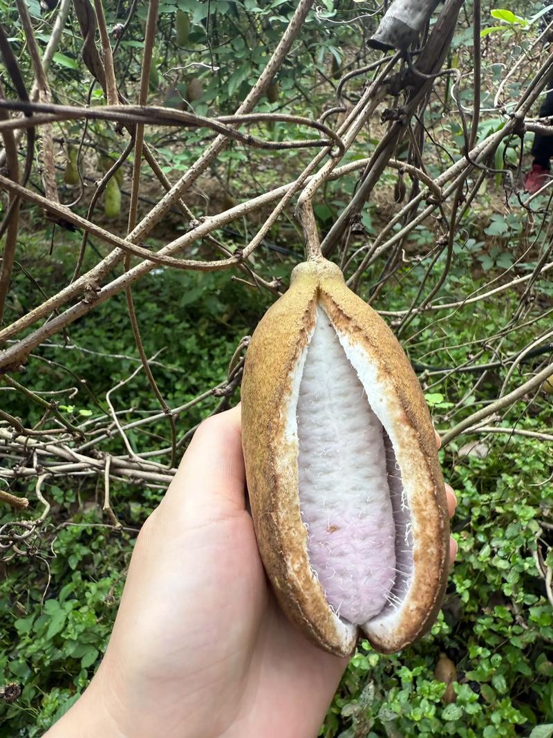 八月瓜是树上结的吗?揭秘“八月炸”的生长真相 在园艺中如何种植八月瓜?