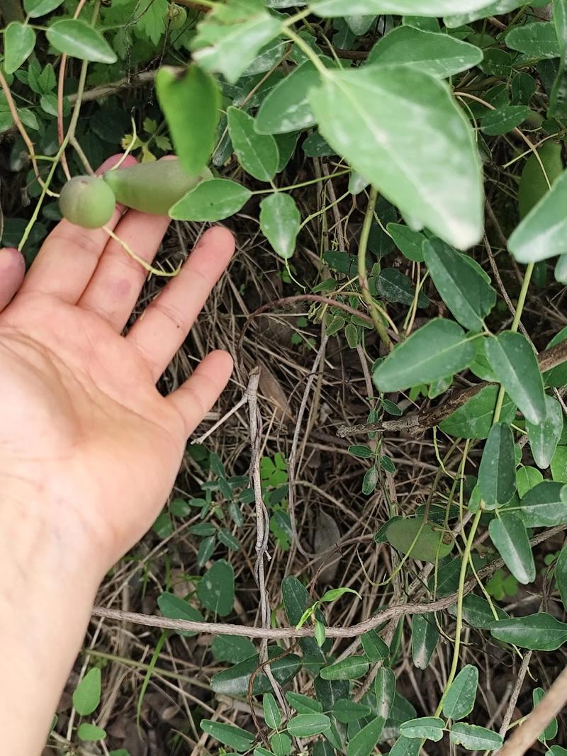 八月瓜是树上结的吗?揭秘“八月炸”的生长真相 结论