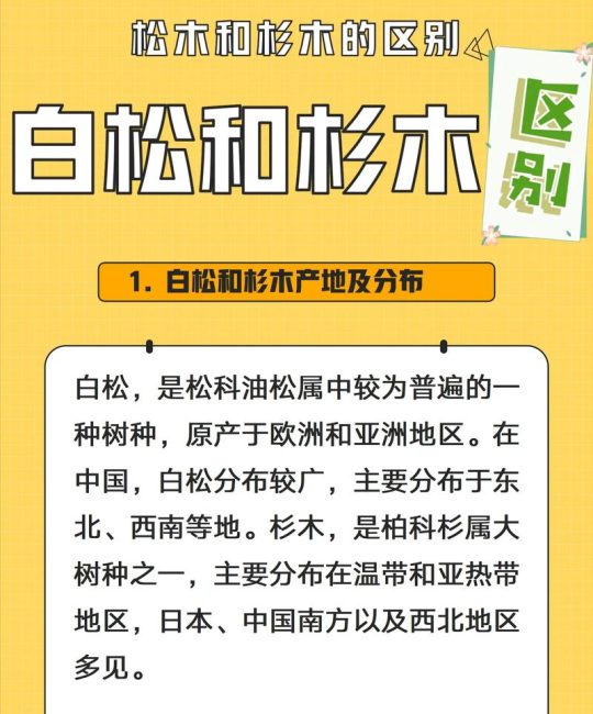 白松和云杉木哪个好？2026年园艺选材与种植6维对比指南