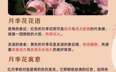 月季花暗示什么意思？从花语寓意到养护实战的完整指南