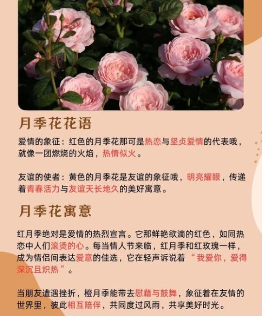 月季花暗示什么意思？从花语寓意到养护实战的完整指南