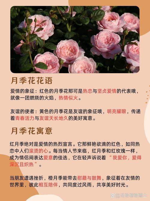 月季花暗示什么意思?从花语寓意到养护实战的完整指南 月季花暗示什么意思