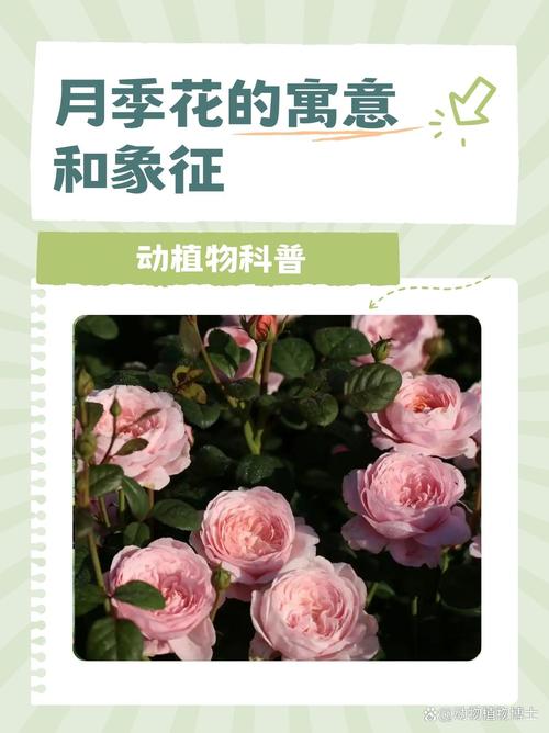 月季花暗示什么意思?从花语寓意到养护实战的完整指南 月季基础档案