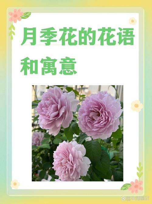 月季花暗示什么意思?从花语寓意到养护实战的完整指南 光照与水肥精准方案