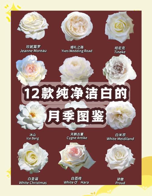月季花暗示什么意思?从花语寓意到养护实战的完整指南 越冬与越夏管理(分气候带)