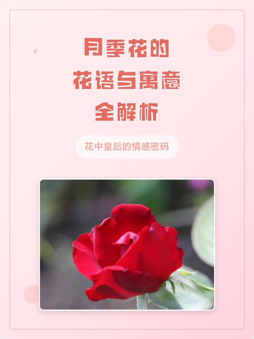 月季花暗示什么意思?从花语寓意到养护实战的完整指南 常见误区与纠正