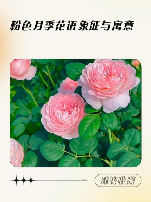 月季花暗示什么意思?从花语寓意到养护实战的完整指南 总结