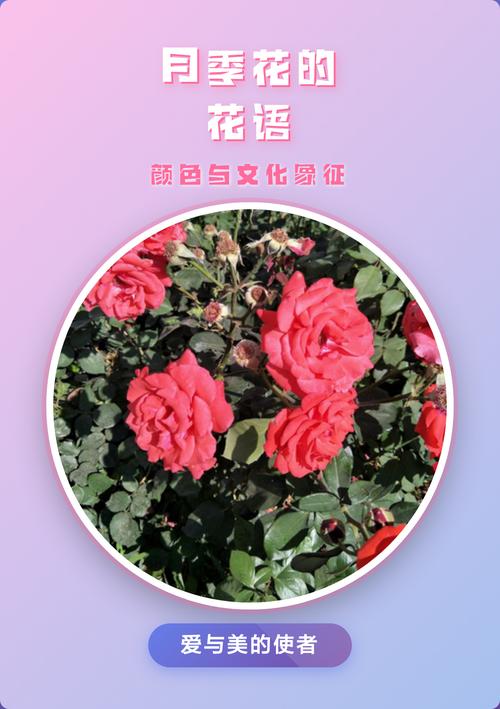 月季花暗示什么意思?从花语寓意到养护实战的完整指南 FAQ