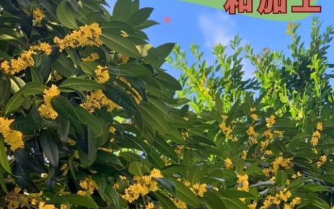 桂花果实种植指南：从采收到成苗的全流程操作