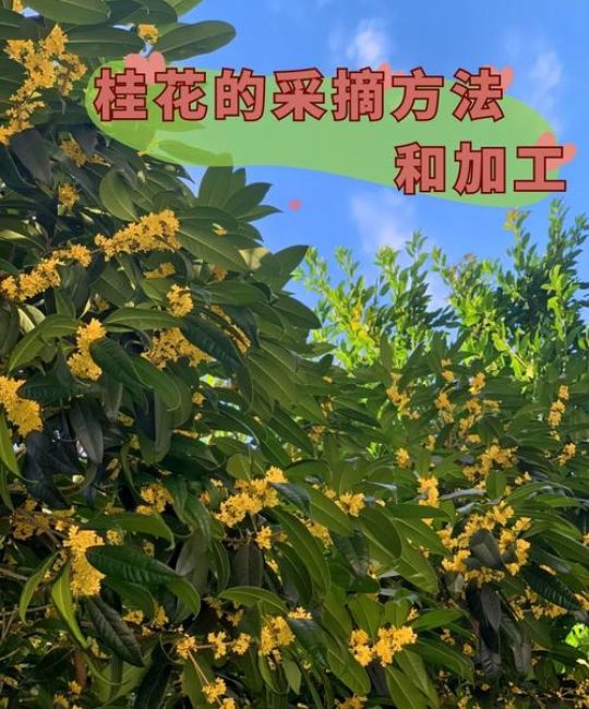 桂花果实种植指南：从采收到成苗的全流程操作