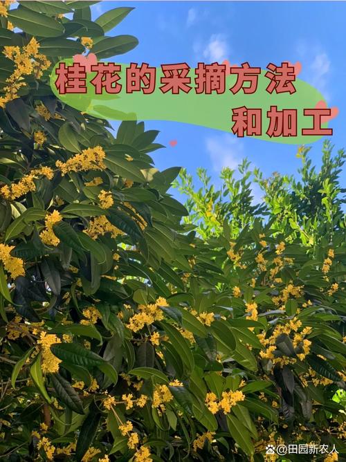 桂花果实种植指南:从采收到成苗的全流程操作 一、适宜时间
