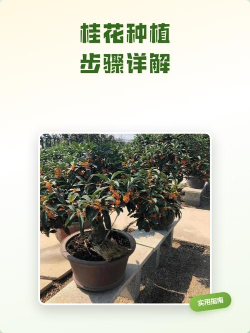 桂花果实种植指南:从采收到成苗的全流程操作 三、栽前处理(种子处理)