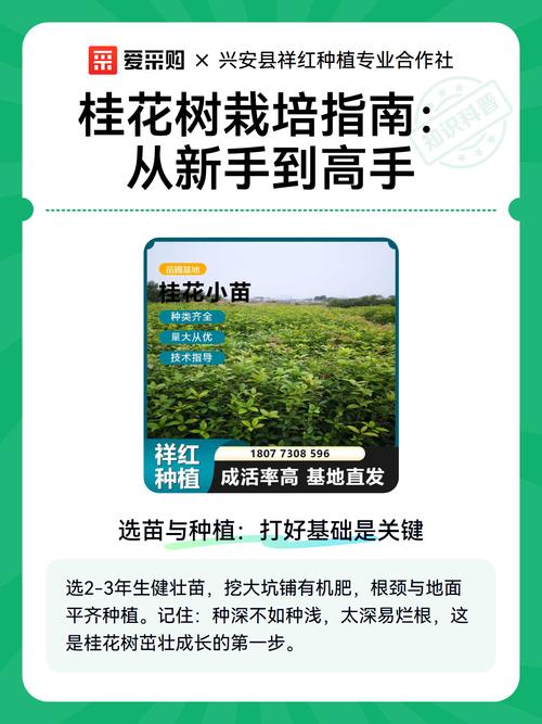 桂花果实种植指南:从采收到成苗的全流程操作 四、栽植深度(播种深度)