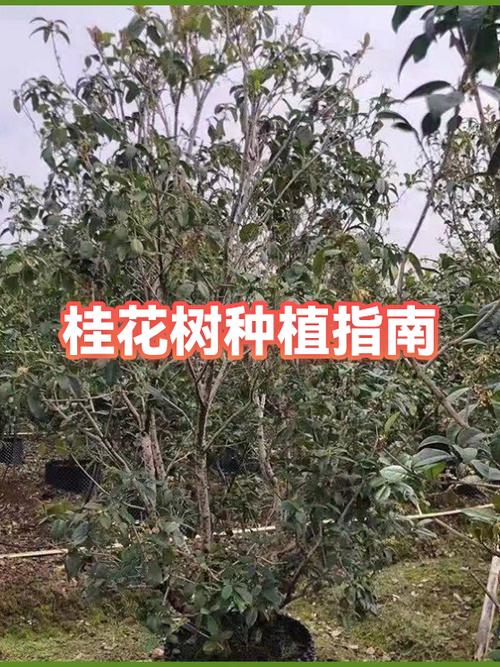 桂花果实种植指南:从采收到成苗的全流程操作 六、缓苗管理(出苗期管理)