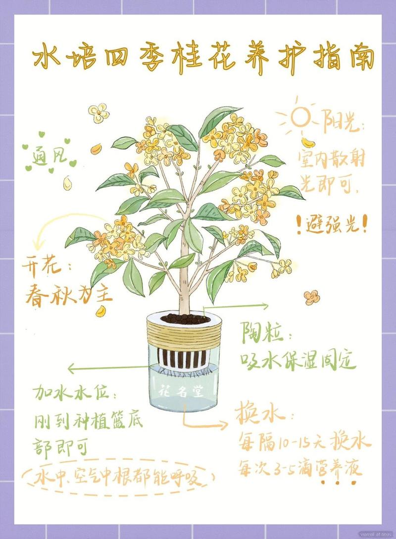 桂花果实种植指南:从采收到成苗的全流程操作 五、浇定根水