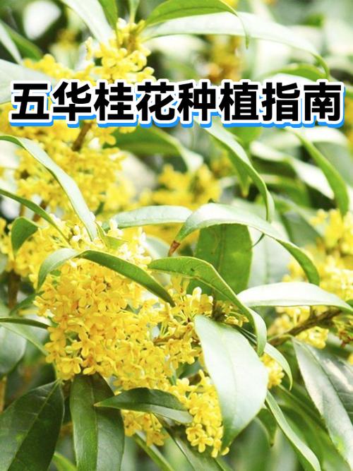 桂花果实种植指南:从采收到成苗的全流程操作 七、成活注意事项