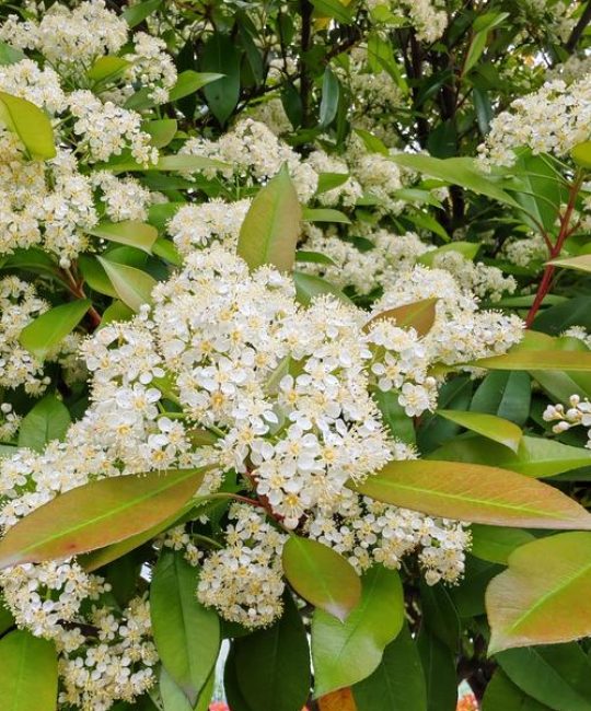 石楠花长什么样子 – 石楠植物百科