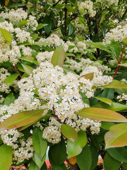石楠花长什么样子 - 石楠植物百科