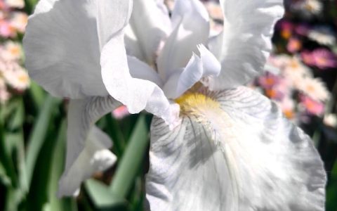 白色鸢尾花的象征意义与养护指南