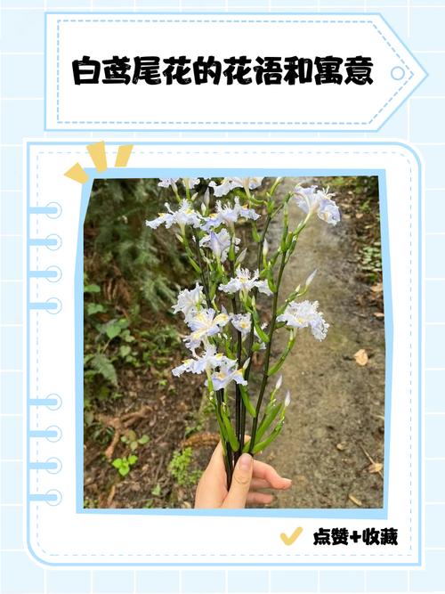 白色鸢尾花的象征意义与养护指南 修剪促花系统指导