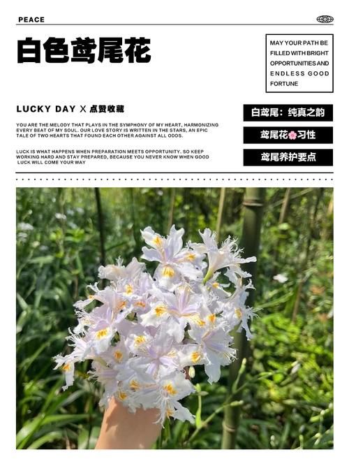 白色鸢尾花的象征意义与养护指南 越冬与越夏管理