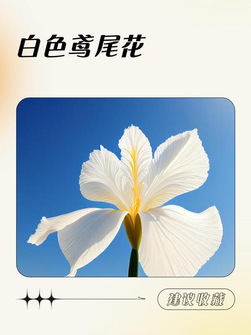 白色鸢尾花的象征意义与养护指南 总结