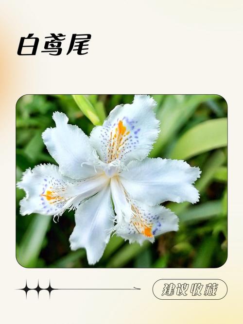 白色鸢尾花的象征意义与养护指南 FAQ