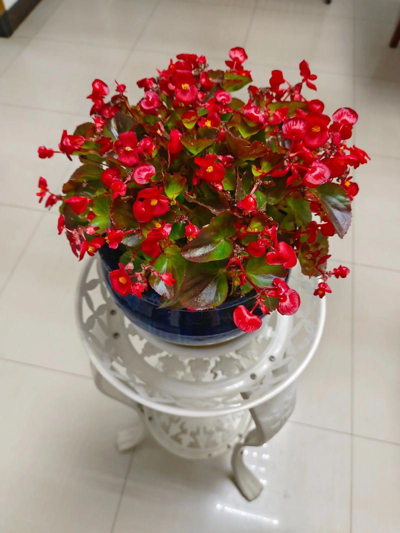 海棠花要剪枝吗?剪对时间与位置,来年花量翻一倍 浇水:干湿有度,让根系有呼吸空间