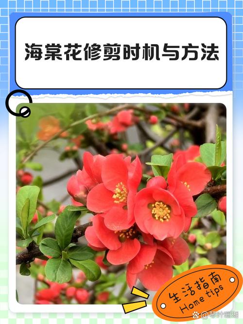 海棠花要剪枝吗?剪对时间与位置,来年花量翻一倍 换盆与田间管理:给根系更新空间