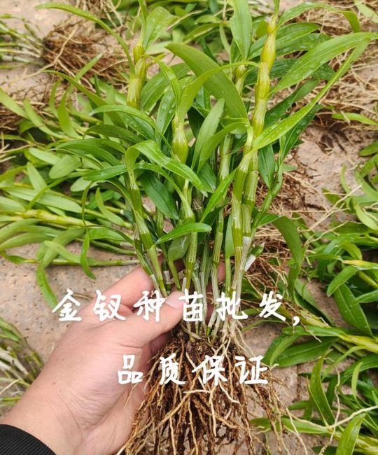 石斛苗价格多少钱一颗？2025年最新市场报价与影响因素解析