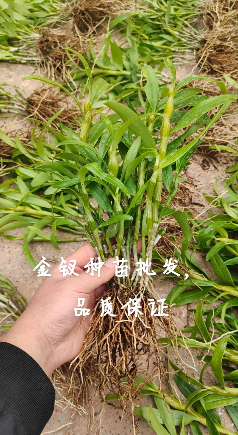石斛苗价格多少钱一颗?2025年最新市场报价与影响因素解析 石斛苗价格多少钱一颗?2025年最新市场报价与影响因素解析