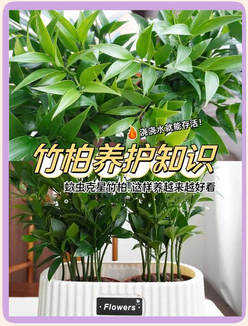 在院子里种竹子好吗?科学解析种植利弊与养护要点 三、科学种植方案:如何安全地在院子里种竹子