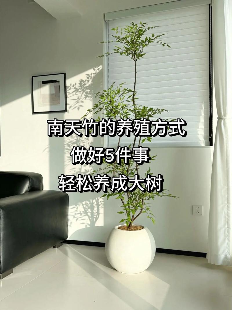 在院子里种竹子好吗?科学解析种植利弊与养护要点 五、总结:到底要不要种?