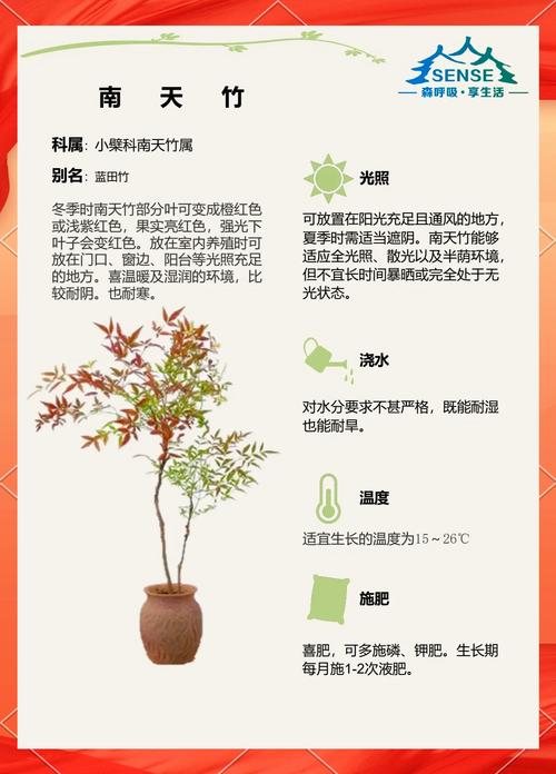 在院子里种竹子好吗?科学解析种植利弊与养护要点 四、风险控制与应急处理