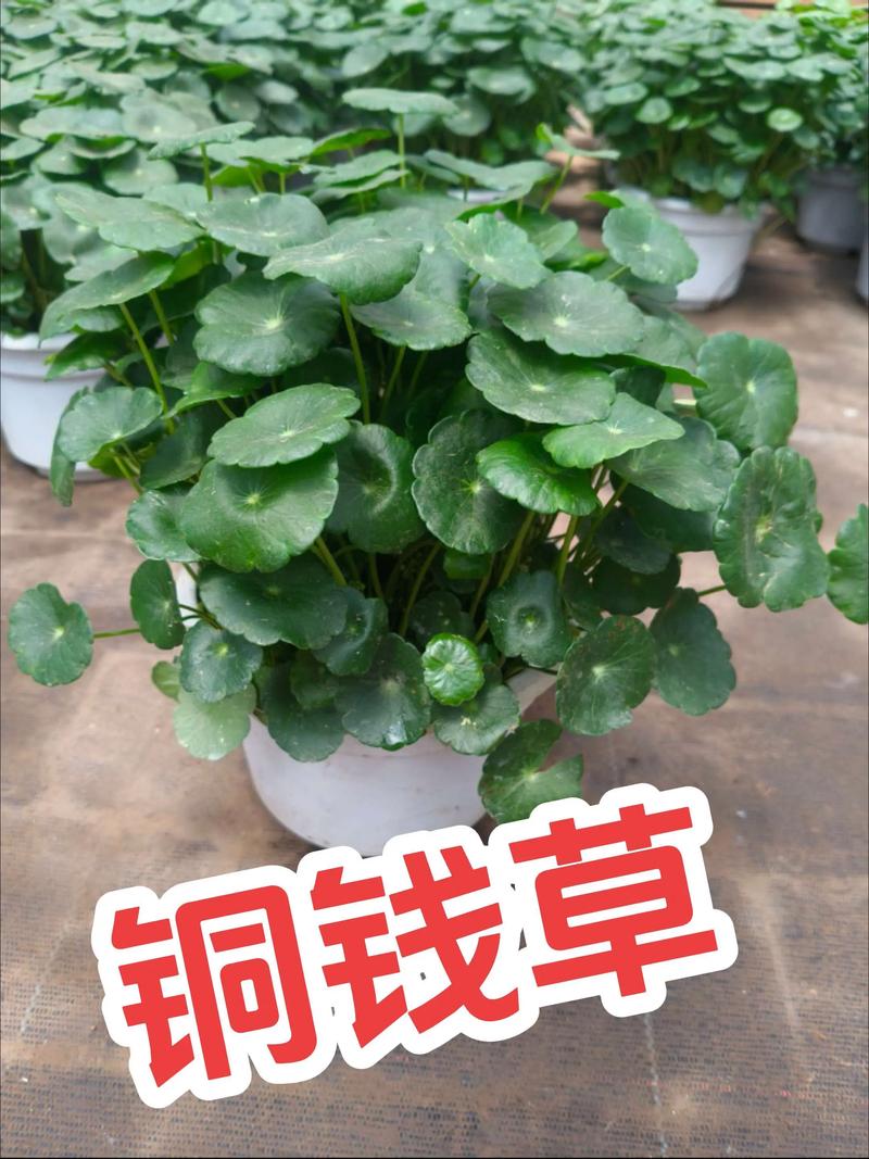 铜钱草采购渠道全解析:如何科学选择供应商,避免买到货不对版 五、售后补苗政策:别让“包活”成空话