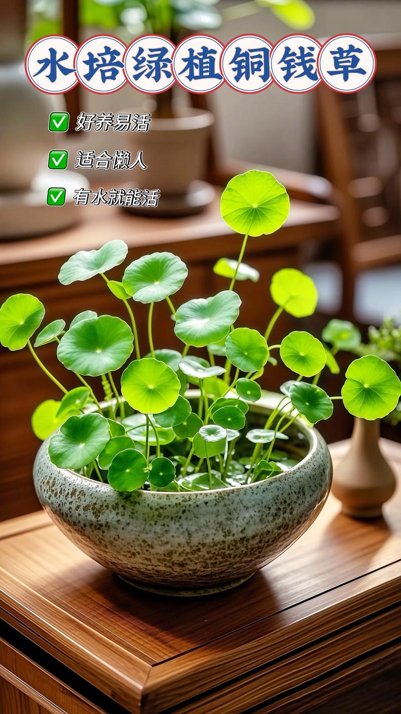 铜钱草采购渠道全解析:如何科学选择供应商,避免买到货不对版 四、根系健康与运输方案:决定成败的关键