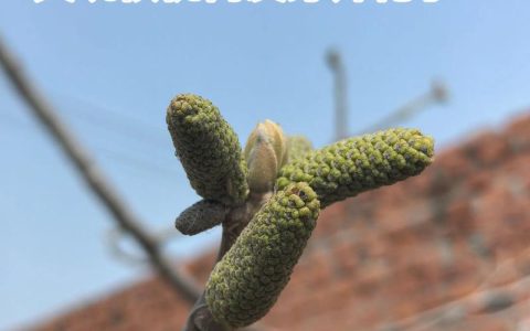桃树花芽分化期是什么时候？掌握关键时间节点实现丰产