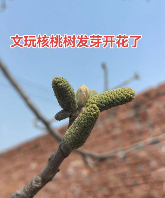 桃树花芽分化期是什么时候？掌握关键时间节点实现丰产