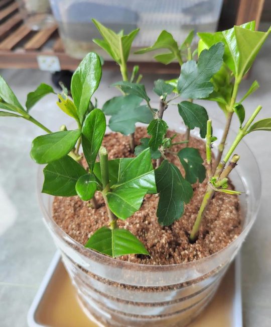 栀子花扦插繁殖方法：掌握这5步，成活率高达90%以上